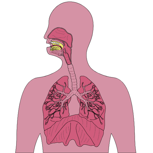 Respiratory Health